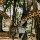 Best Photo Spots in Nairobi