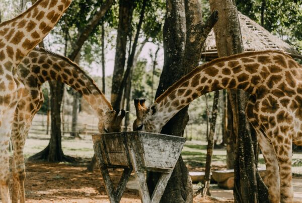 Best Photo Spots in Nairobi