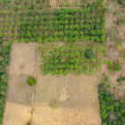 land ownership